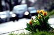 Blumen an der Straße