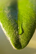 A drop rolls down a leaf after rain