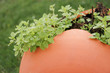 clay jar with green plants