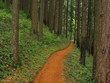 Forest Friends