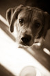 A young beagle dog eagerly awaits his food