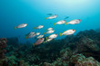 Galapagos Islands, Ecuador, Bigeye snapper (Priacanthus hamrur)