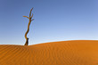 Africa, Namibia, Dead tree by sand dune