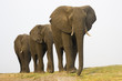 Africa, Botswana, Chobe National Park, Elefants in a row