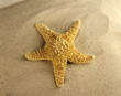 Starfish on beach, close-up