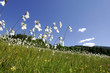 Wollgras on a meadow in Salzburger country, Austria
