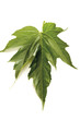 Mulberry leaf