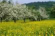 Cherry blossom trees in meadow