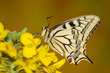 Swallowtail butterfly sitting on flower