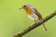 Red breast, erithacus rubicula