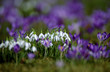 Crocus field with snowdrops