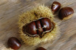 Chestnuts (Castanea) in their prickly shells, close-up