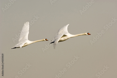 Photo: Pair of mute swan flying, close-up Pair of mute swan flying, close-up