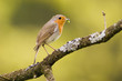 Red breast, erithacus rubicula
