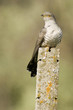 Cuckoo, close-up