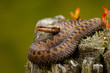 Adder, common viper, vipera berus