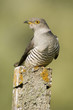 Cuckoo, close-up