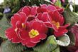 Primroses, close-up