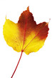 Autumnal virginia creeper leafs
