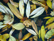 feuilles eau