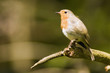 Robin perched on branch (Erithacus rubecula)