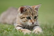 Little cat playing in the grass Little cat playing in the grass