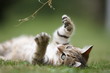 Little cat playing in the grass Little cat playing in the grass