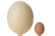 ostrich egg isolated on white background ostrich egg isolated on white background