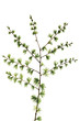 Larch (Larix), close-up