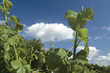 Vine, Germany, Franconia