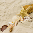 starfish and shells on sand background