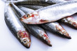 Fresh sardines