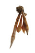 Finger root, close-up