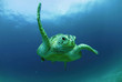 Philippines, green sea turtle (Chelonia mydas) swimming, underwater view