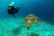 Philippines, diver with green sea turtle