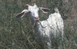 White goat near Vitalades village, Corfu Greece