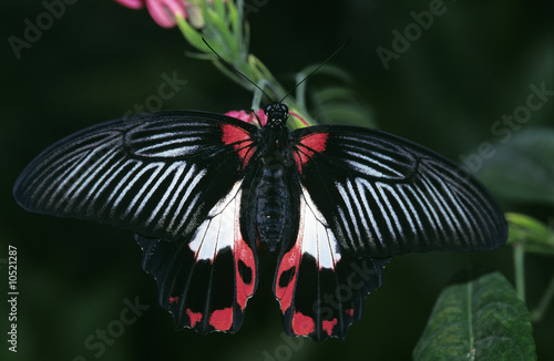 Photo: Scarlet swallowtail, Papilio rumanzovia Scarlet swallowtail, Papilio rumanzovia