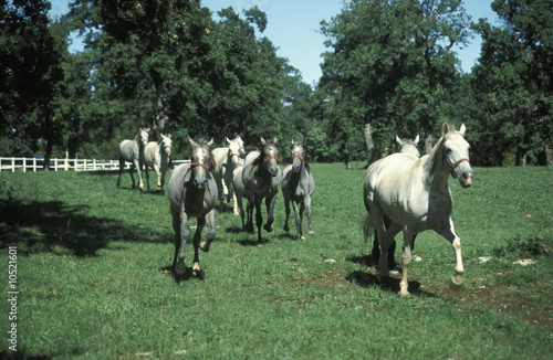 Photo: Lipizzia horses Lipizzia horses