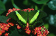 Emerald Swallowtail, Papilio palinurus