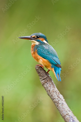 Kingfisher