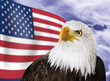 Bald eagle in front of US-flag, close-up
