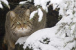 Wildcat in snow-covered wood