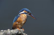 kingfisher, halcyon