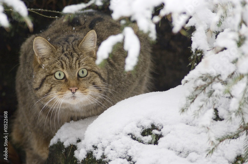 Photo: Wildcat in snow-covered wood Wildcat in snow-covered wood