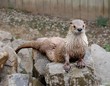 Loutre de rivière Loutre de rivière