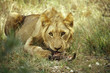 Photo: Phinda Private Game Reserve, Game Drive, lion eating, Kwazulu-Natal, Phinda, South Africa Phinda Private Game Reserve, Game Drive, lion eating, Kwazulu-Natal, Phinda, South Africa