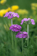 Mehl-Primel (Primula farinosa)