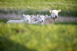 Three sheep on dike, close-up