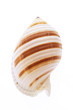 Sea shell, banded tun, Tonna Sulcosa