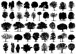 Black tree silhouettes on white background. Vector illustration.